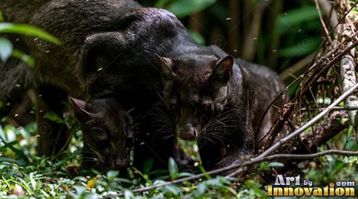 Two dark wild cats creep through green jungle undergrowth in dappled sunlight