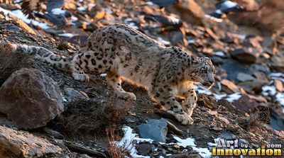 A spotted snow leopard sneaks down a rocky mountain slope in the warm sunlight