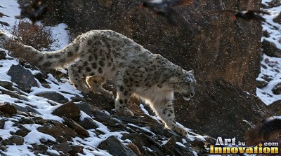 On a snowy mountain slope, a spotted snow leopard stalks downward through falling snow