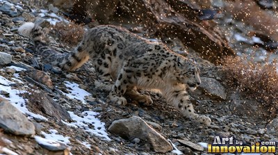 Stalking down a rocky hillside, a snow leopard steps past patches of snow