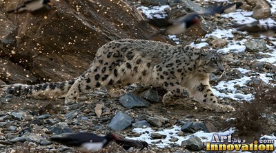 A snow leopard creeps across rocky ground dusted with snow