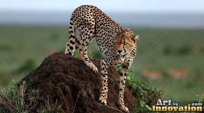 Standing on a dirt mound, a spotted cheetah looks across a green savanna