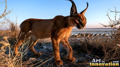 On dry savanna soil, a brown caracal walks forward under evening light