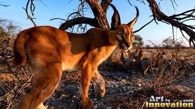 Caracal walking through dry savanna brush in warm sunset light