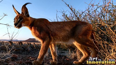 Long black ear tufts mark a caracal walking past dry bushes at sunset in the desert