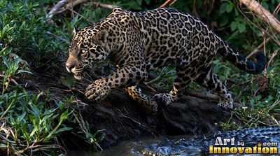 Spotted coat patterns cover a jaguar stalking along a muddy jungle riverbank