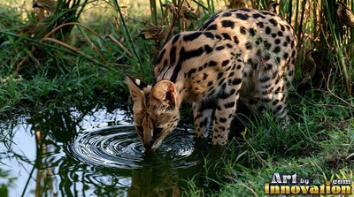 Crouching low, a spotted serval drinks from a pool of water in green grass