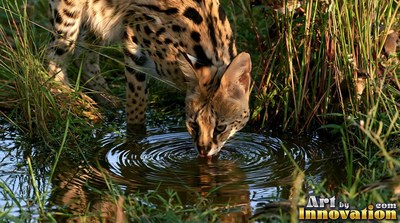 A spotted serval drinks clear water from a pool in tall green grass