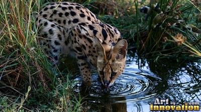 In tall green grass, a spotted serval bends down to drink from clear water
