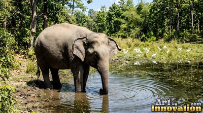 At a sunlit pond in the woods, a gray Asian elephant drinks near white birds