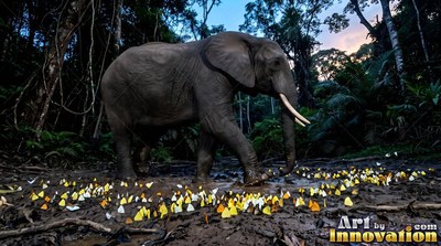 Long curved tusks lead an elephant across dark mud dotted with yellow butterflies