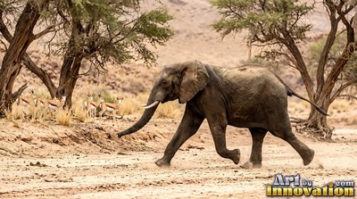 A gray elephant trots across sandy ground past gazelles and shade trees