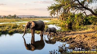 Two elephants wade in a savanna river under warm afternoon sunlight