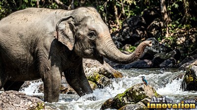Standing in a rushing forest stream, an elephant raises its trunk toward a tiny bird