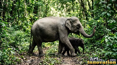 Curling its trunk, a gray Asian elephant steps with a calf along a green jungle path
