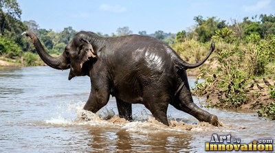 A wet dark gray elephant splashes through a river with its trunk raised high
