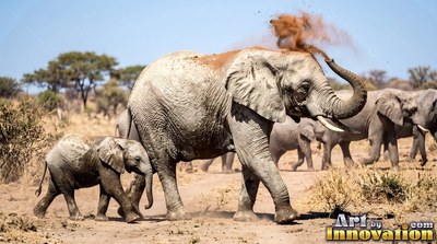 Throwing dirt over its back, an elephant walks with a calf on the dry savanna
