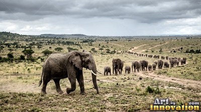 Long white tusks lead an elephant across dry grass before a long herd under cloudy skies