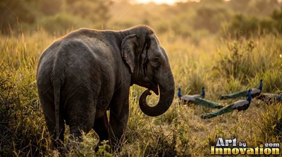 Seen from behind, a gray elephant curls its trunk in sunlit tall grass with peacocks