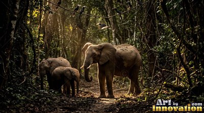 Three gray elephants walk along a dark dirt path under soft jungle sunlight