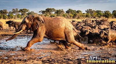 Mud-coated skin on an elephant running through a wet waterhole near Cape buffalo
