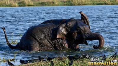 A wet elephant sits in blue water and splashes near a flock of black birds on the shore