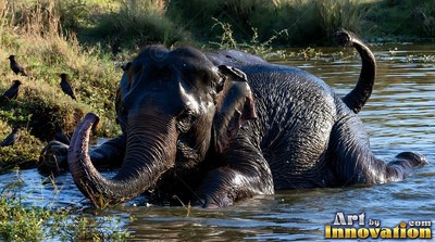 In a sunny pond, a wet Asian elephant lies in the water with its trunk curved upward