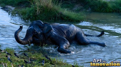 Bathing in a river, an elephant rolls in the water near green grass