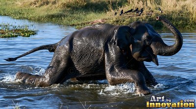 A wet dark elephant plays in blue water with its trunk raised