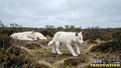 On cloudy tundra ground, a white wolf pads past two others resting on low dirt hummocks