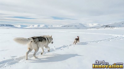 A dark gray wolf chases a hare across flat snow under pale blue winter light