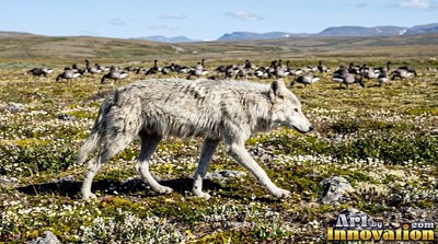 On open tundra, a light pale gray wolf steps past a flock of resting geese