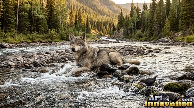 Lying on rocky shallows, a pale gray wolf rests in a clear river lined with pines