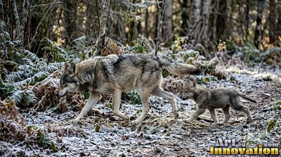 Walking in profile, a gray wolf and small pup cross a frosted forest trail