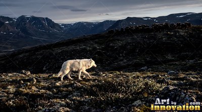On a dark tundra hillside, a white-coated wolf moves across the rocky ground
