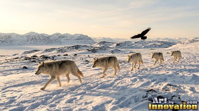 Five wolves walk across snow in a line beneath pale winter sunlight