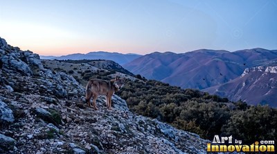 A wolf stands on a rocky hillside before soft blue mountains at dawn