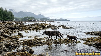 Two black wolves walk on rocky shore by ocean water