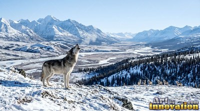 A gray wolf howls on a snowy ridge under clear blue morning sky