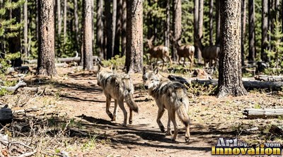 Two gray wolves walk down a sunny dirt trail through tall pine woods toward deer