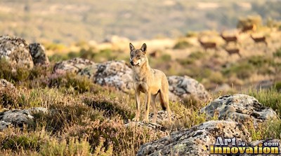 On a rocky hillside, a slender wolf stands alert under bright sunlight