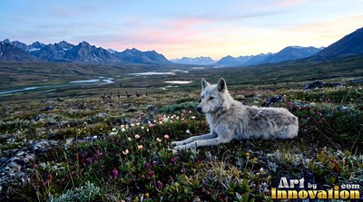 A wolf rests in tundra flowers before a wide mountain valley