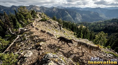 A wolf pack walks along a rocky mountain ridge under cool daylight