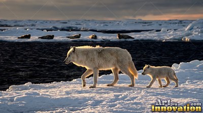 A white wolf and a small pup walk along snowy ice by dark ocean water