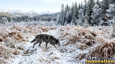In a snowy winter meadow, a dark wolf walks through frosted brown brush