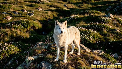 A pale wolf stands on a rocky tundra hill under warm evening light