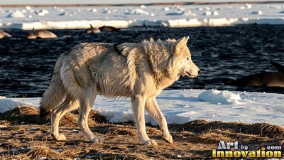 On an icy shore, a white wolf pads along dry tundra by dark water