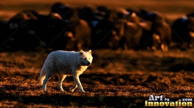 Thick white fur coats an Arctic wolf walking across dark ground at sunset