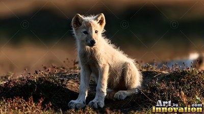 Sitting upright, a small wolf pup rests on a grassy mound in warm sunlight