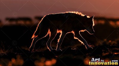 Side view of a wolf walking across dark ground at sunset